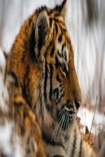 Watch Operation Snow Tiger online free.